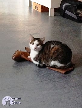 C Est Quoi Le Marquage Chez Le Chat Absolument Chats