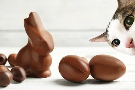 Le Chocolat Est Il Dangereux Pour Les Chats Absolument Chats