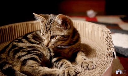 Des Griffoirs Qui Font Du Bien Absolument Chats