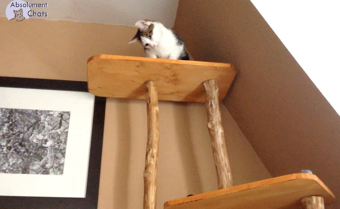 Des arbres à chats pas comme les autres - Absolument Chats