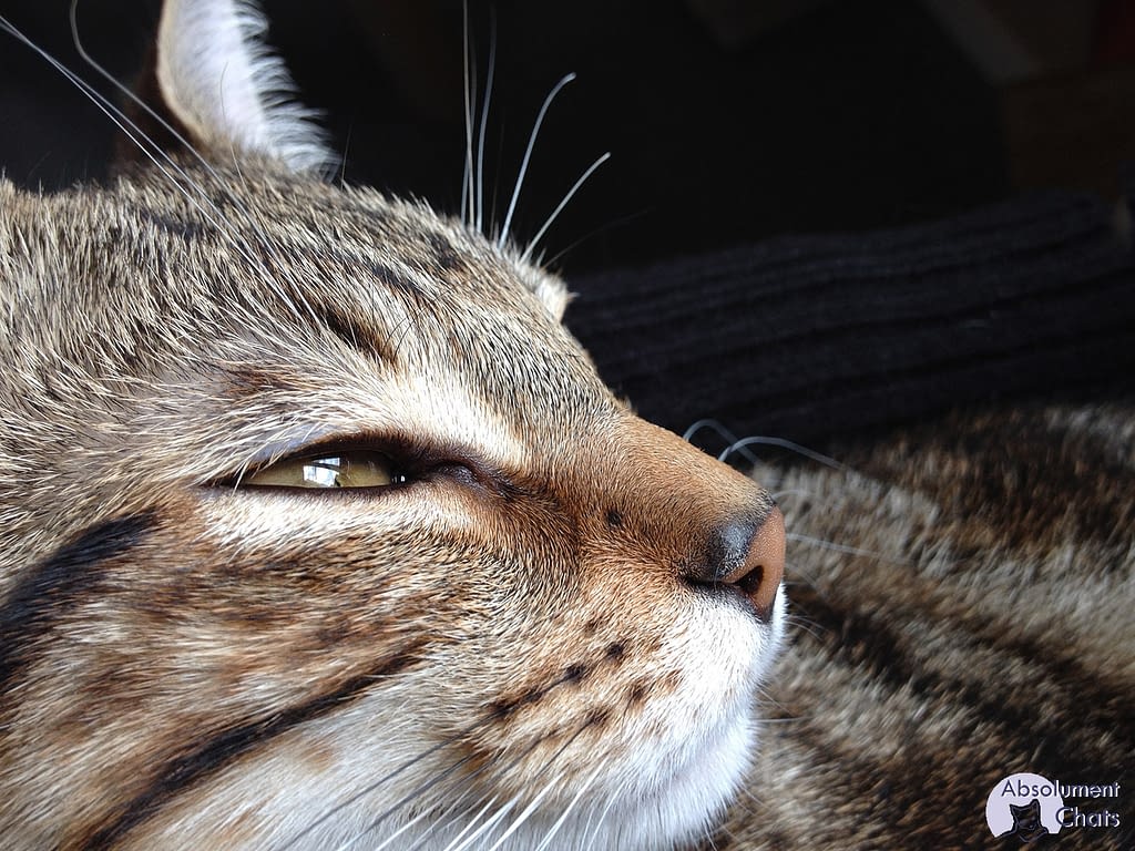 Comment Voit Le Chat Absolument Chats