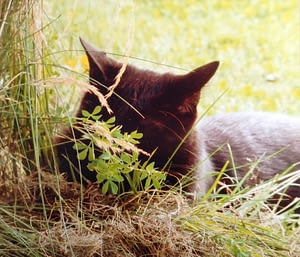 Le Chat Noir Toute Une Histoire Absolument Chats