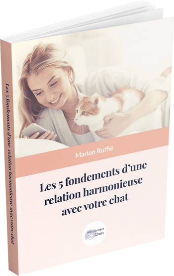 Vivre Avec Plusieurs Chats Absolument Chats