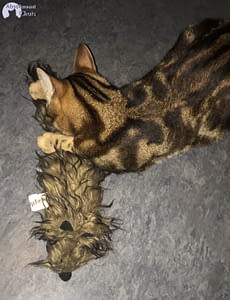 Au Secours Mon Chat Est Agressif Avec Moi Absolument Chats