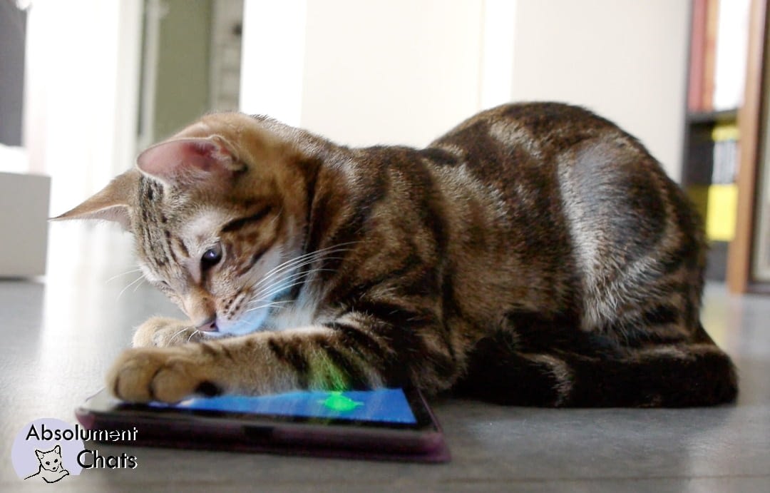 J Ai Teste Les Jeux Pour Chats Sur Ipad Absolument Chats