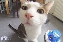 Le Pica Ou Mon Chat Mange Tout Ce Qu Il Ne Faut Pas Absolument Chats