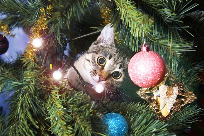 Pourquoi les chats aiment les sapins de Noël ?