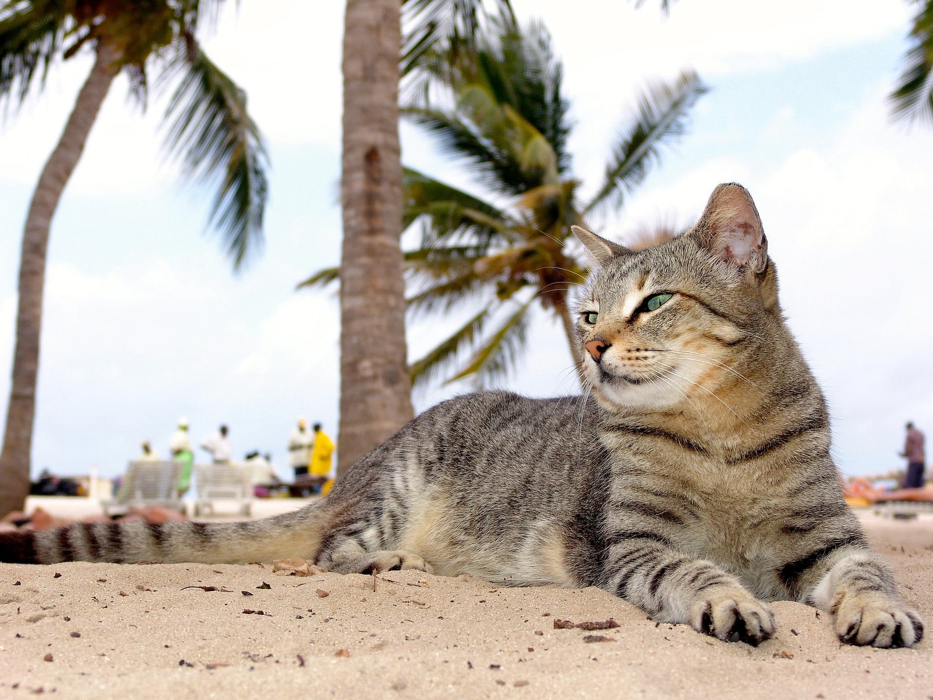 Comment Se Deplacer Avec Son Chat Absolument Chats