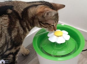 Fontaine A Eau Pour Chat Test Et Avis Absolument Chats