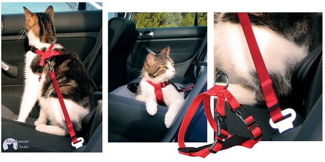 Comment Habituer Son Chat A La Laisse Absolument Chats