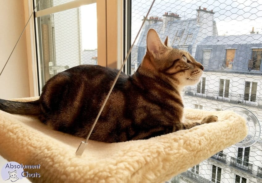 Le Hamac Pour Chat De Fenetre Absolument Chats