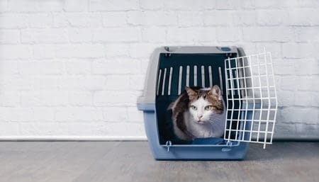 Comment Habituer Votre Chat A Son Sac De Transport Absolument Chats