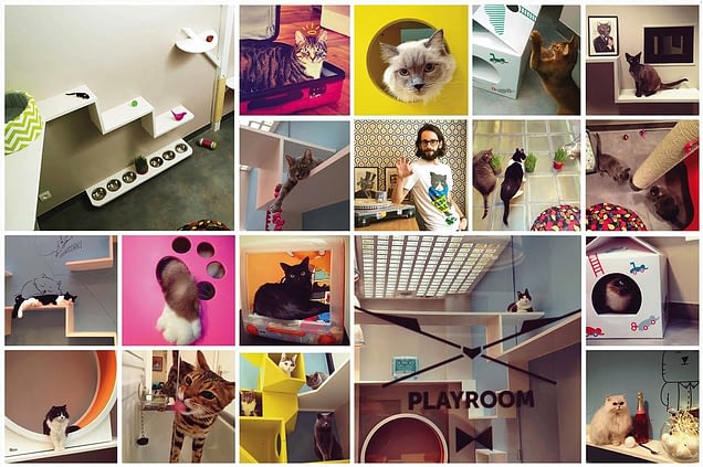 Bienvenue A L Hotel Aristide Un Hotel Pour Chat A Paris Absolument Chats