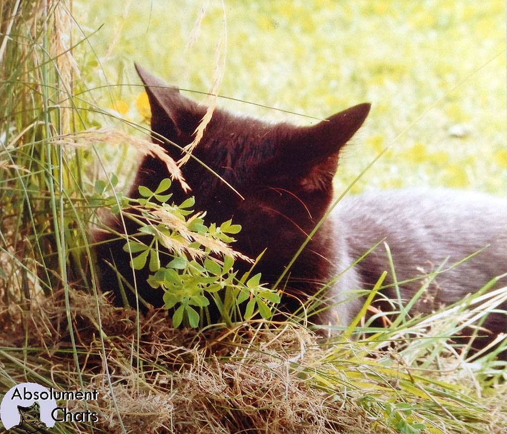 Comment Proteger Son Chat Contre Les Tiques Et Les Puces Absolument Chats