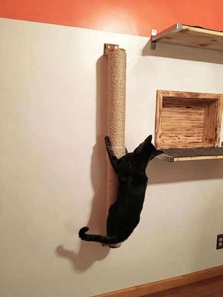 Des Griffoirs Qui Font Du Bien Absolument Chats