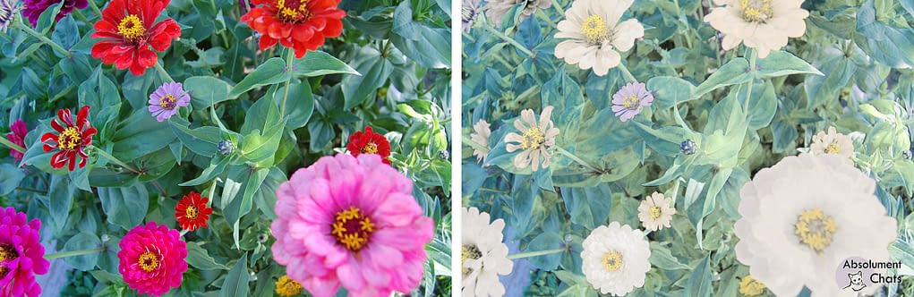 Comment Voit Le Chat Absolument Chats