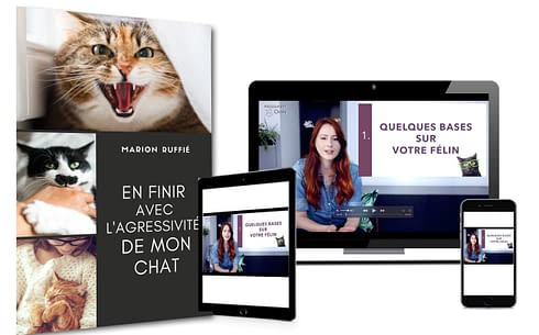 Au Secours Mon Chat Est Agressif Avec Moi Absolument Chats