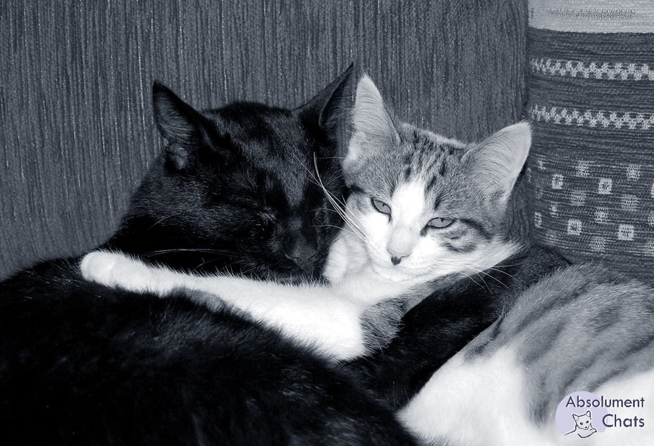 Pour une cohabitation harmonieuse entre plusieurs chats
