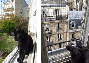 Proteger Fenetre Balcon Terrasse Pour Que Mon Chat Ne Tombe Pas Absolument Chats