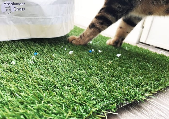 Une Astuce Pour En Finir Avec Les Grains De Litiere Par Terre Absolument Chats