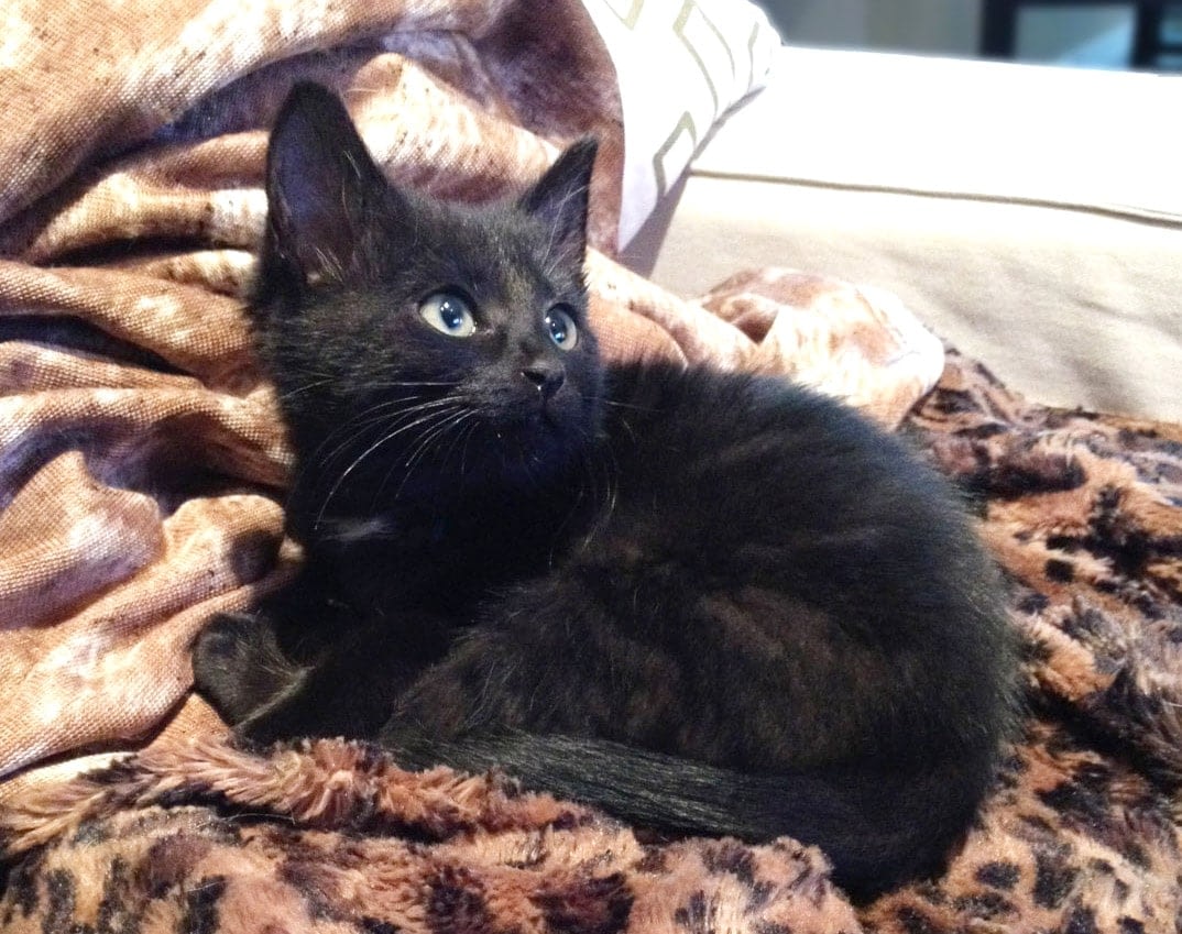 Adopter Un Chaton Ou Un Chat Adulte