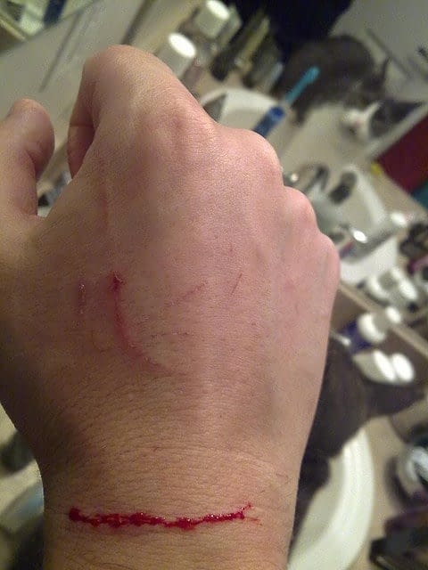 Au Secours Mon Chat Est Agressif Avec Moi Absolument Chats