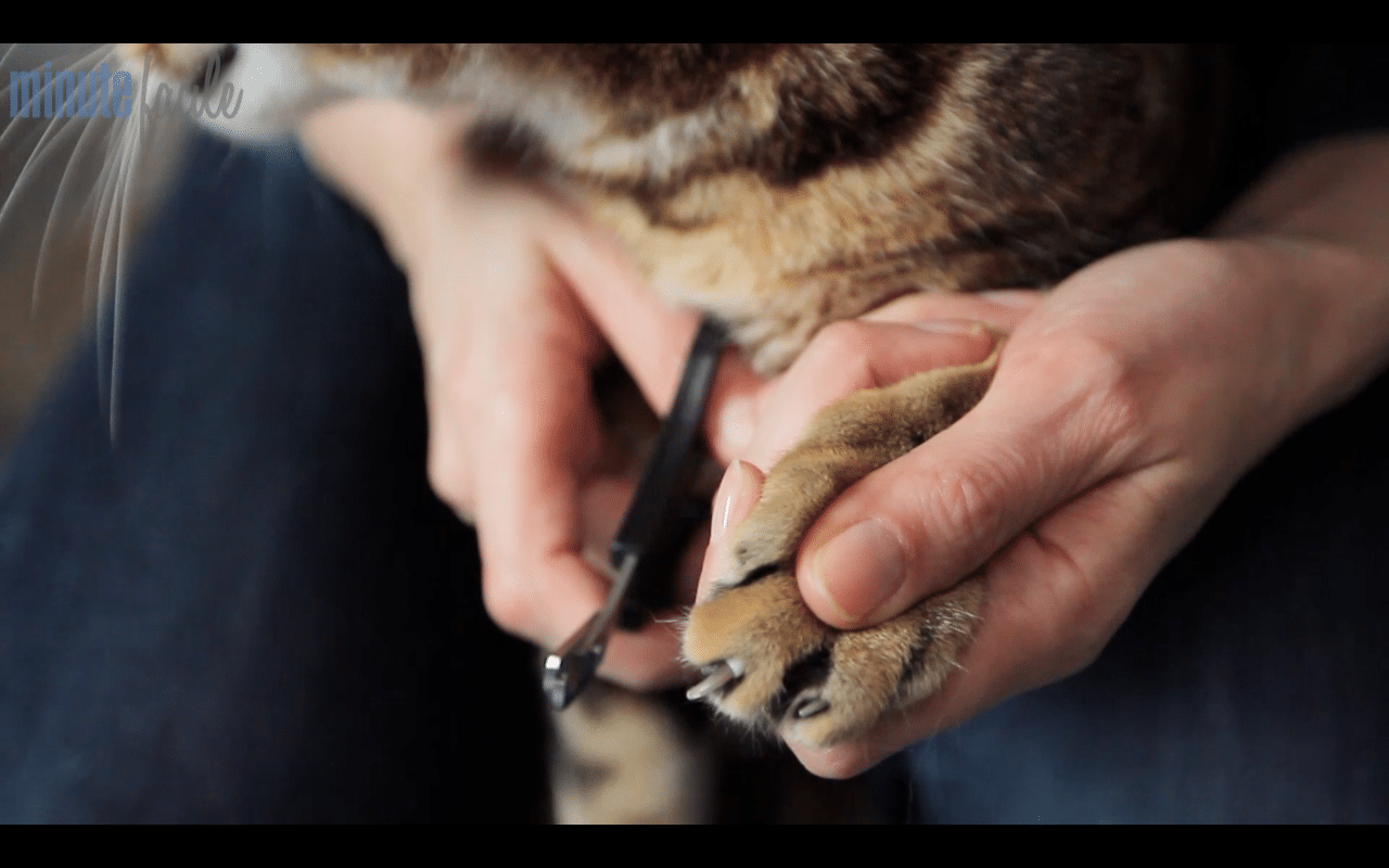 Comment Couper Les Griffes De Son Chat Absolument Chats