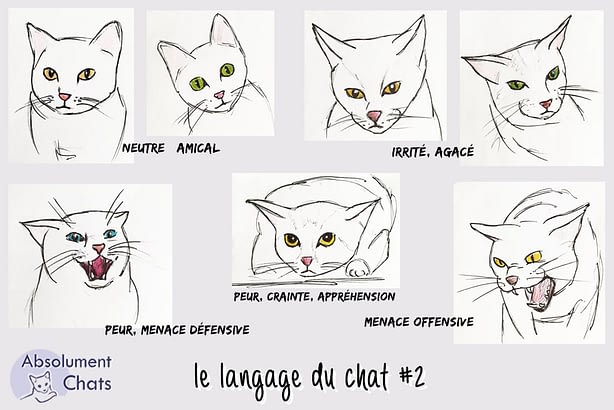 Les 3 Choses Essentielles A Savoir Pour Comprendre Le Langage Du Chat