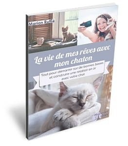 Faut Il Punir Son Chat Absolument Chats