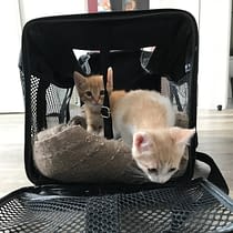 Emmener Son Chat Chez Le Veterinaire Sans Galere Absolument Chats