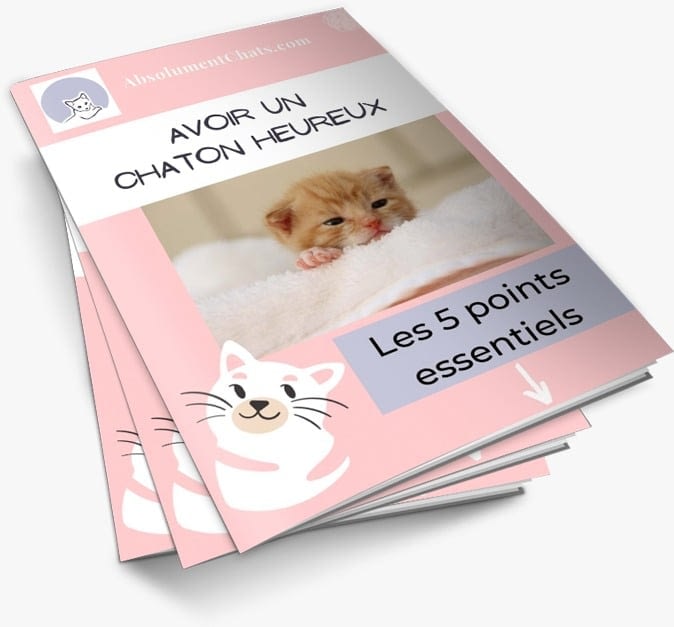 Prendre Soin D Un Chaton Orphelin Absolument Chats