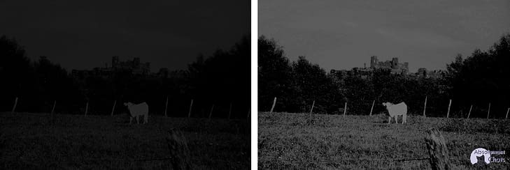 Vision Nocturne Des Chats absolumentchats.com