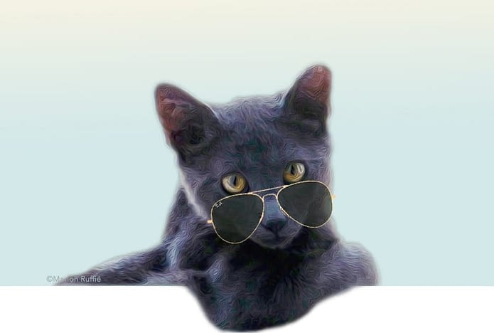 Proverbes Et Expressions Sur Les Chats Absolument Chats