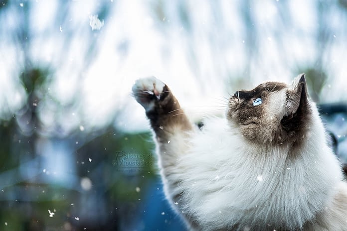 Comment Avoir De Belles Photos De Son Chat Avec Lydia De Patounesmoustaches Absolument Chats