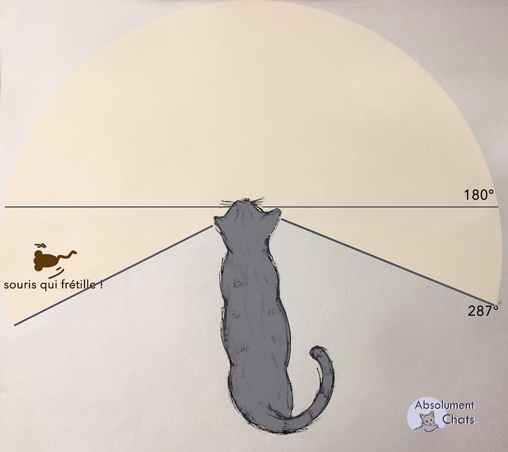 Comment Voit Le Chat Absolument Chats