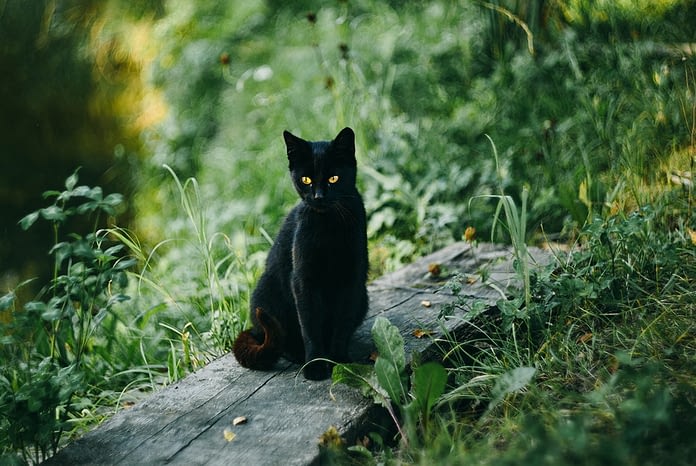 Le Chat Noir Toute Une Histoire Absolument Chats