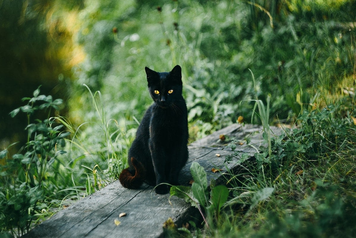 Le Chat Noir Toute Une Histoire Absolument Chats