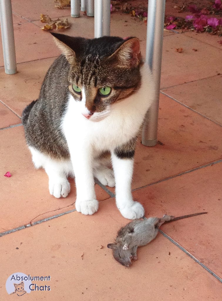 Bien Nourrir Son Chat Absolument Chats