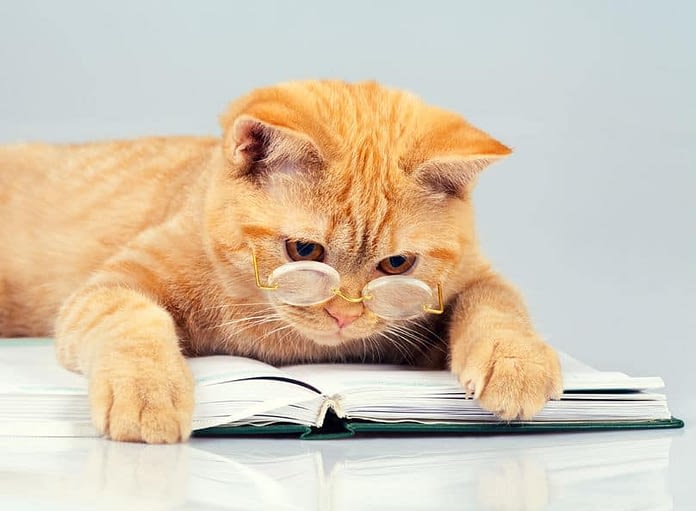 Les Meilleurs Livres Sur Les Chats Absolument Chats