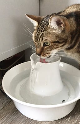 Fontaine A Eau Pour Chat Test Et Avis Absolument Chats