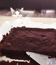 Le Chocolat Est Il Dangereux Pour Les Chats Absolument Chats