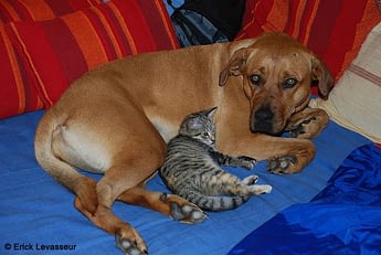 La Cohabitation Entre Chien Et Chat Absolument Chats