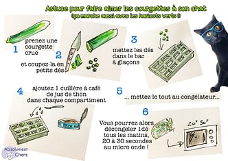 Comment Faire Maigrir Son Chat Absolument Chats