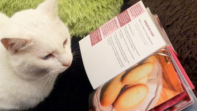 Comment Bien Nourrir Son Chat