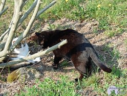 Des Astuces Pour Proteger Ses Plantations Et Semis Des Chats