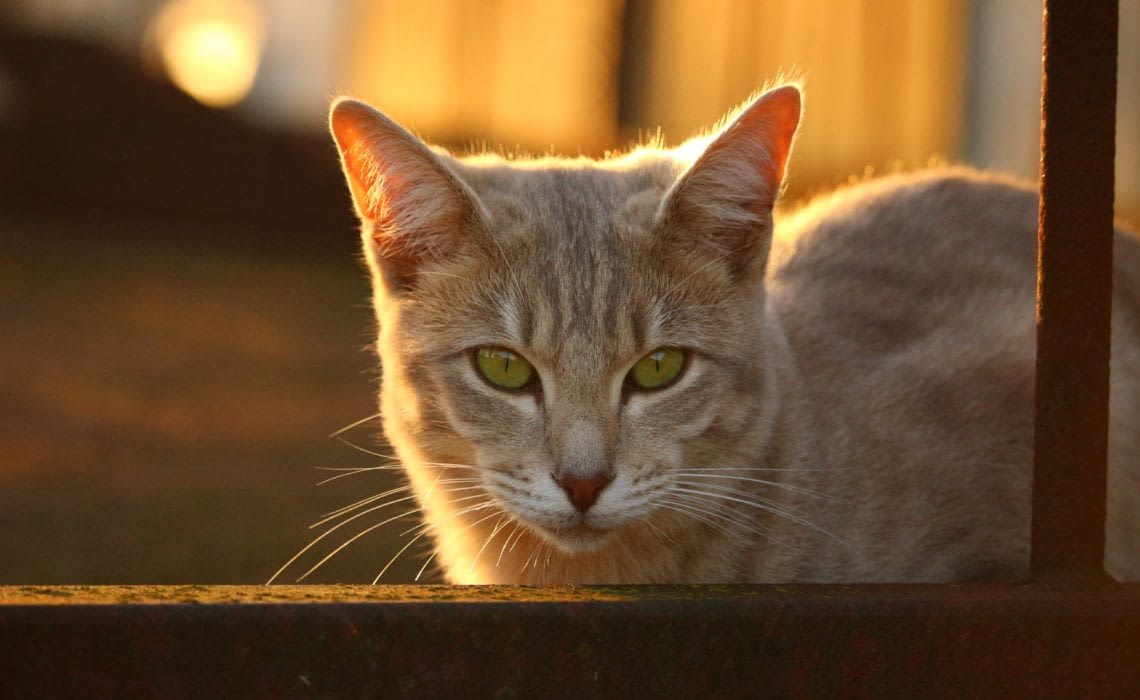 Comment Aider Son Chat Face Aux Chaleurs De L Ete Absolument Chats