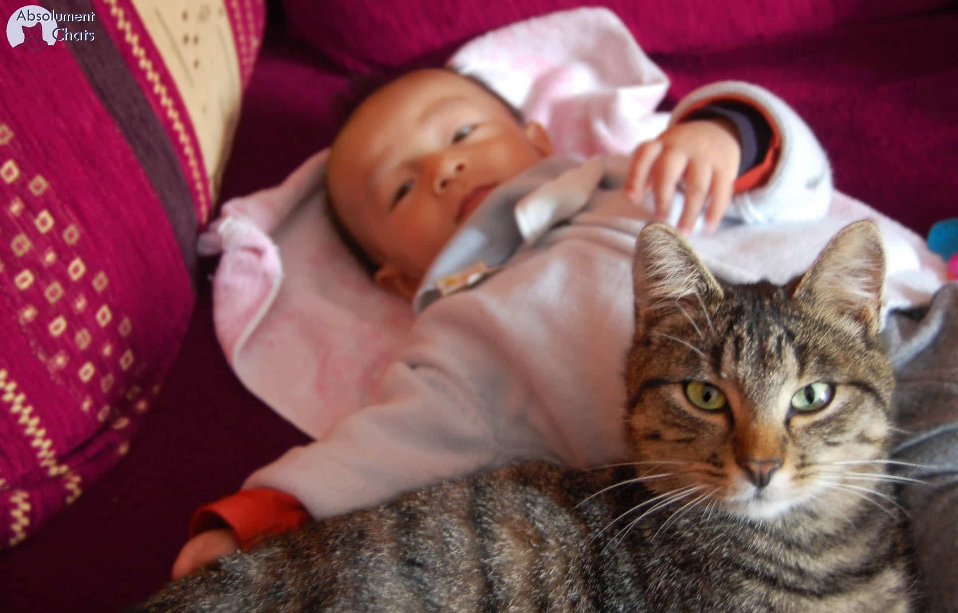 Chat Et Bebe Qui Deviendra Grand