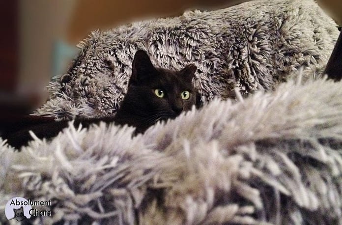 60 Citations Sur Les Chats 60 Citations Sur Les Chats