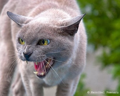 L Agressivite Entre Chats Absolument Chats