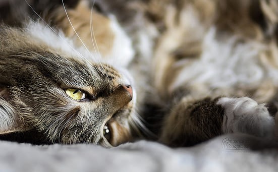 Comment Avoir De Belles Photos De Son Chat Avec Lydia De Patounesmoustaches Absolument Chats